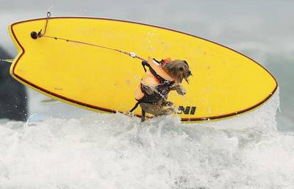 Psi surferi divljaju na pobješnjelim valovima