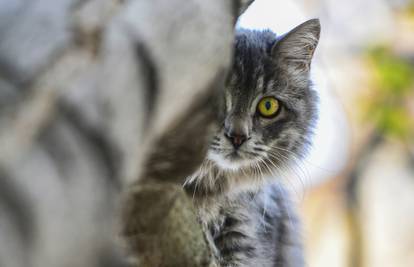 Angažirao istražitelje kako bi otkrio tko mu je upucao mačku