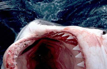 Morski pas ubojica plivao pokraj britanske obale