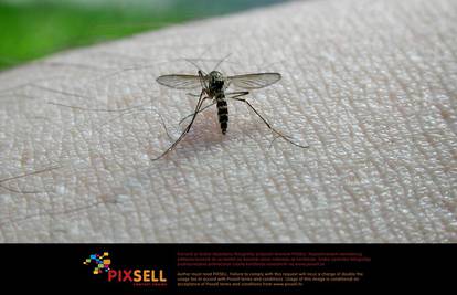 Parazita malarije ubit će nova gljivica, a komarac će preživjeti