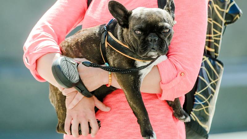 ŠTO ČEKA HRVATSKA? Talijani su uveli da možete na bolovanje ako vam je pas bolestan