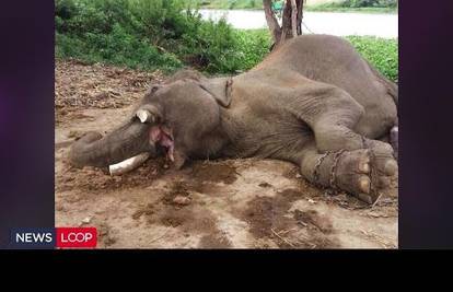 Tajland: Krivolovci ubili slona koji je glumio u "Aleksandru"