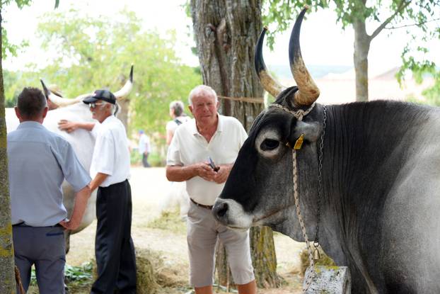 Kanfanar: 35. smotra istarskog boškarina