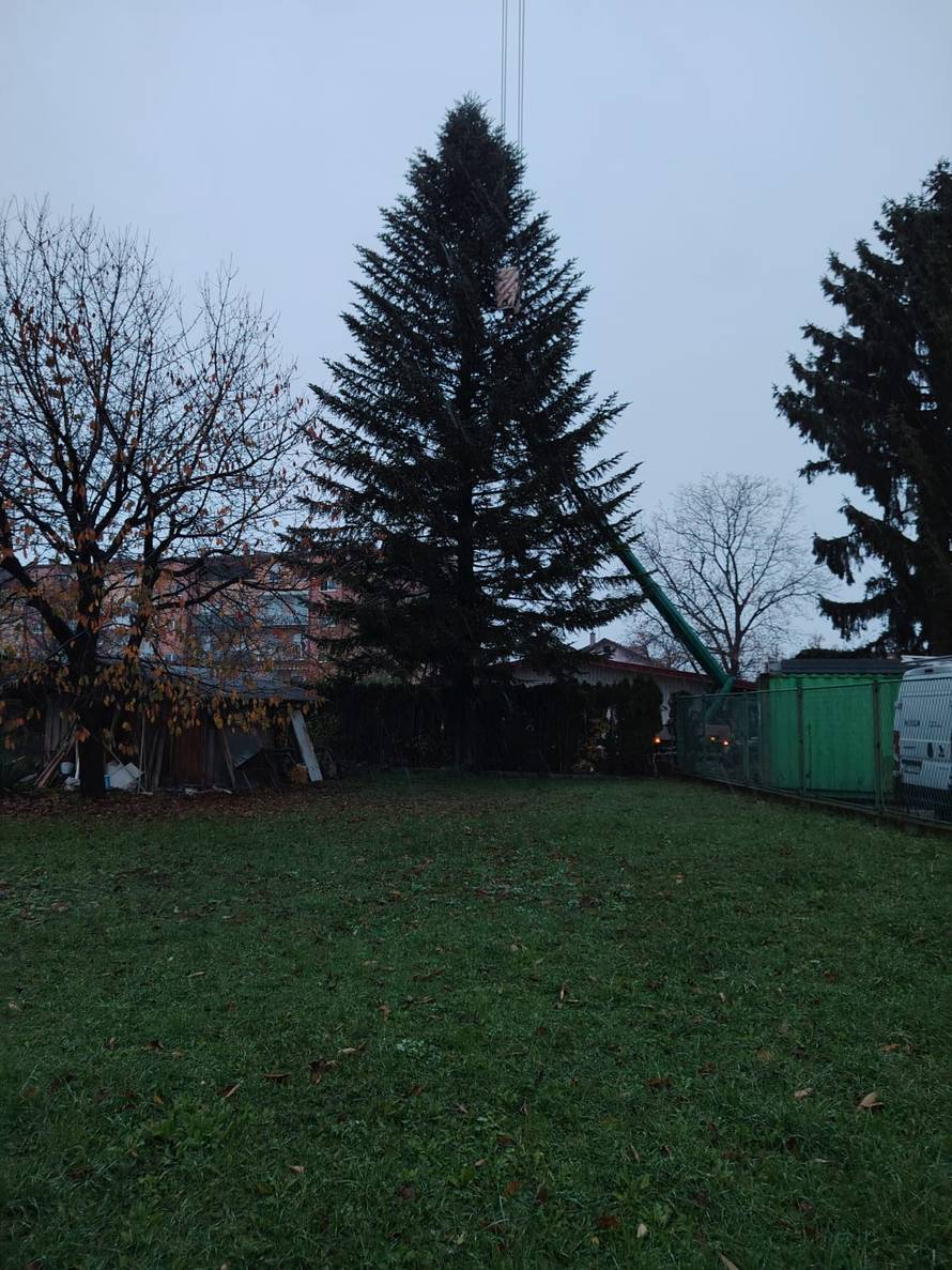 FOTO Ovo je jelka koje će ove godine biti na Trgu: 'Visoka je 18 metara, jako sam ponosan'