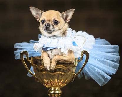 Furbabies dog Pageant