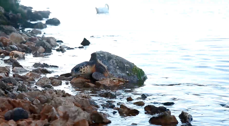 More izbacilo uginulu zaštićenu kornjaču na plaži kod Šibenika