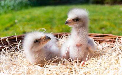 Rare offspring in the bird park