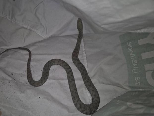 At the luxury hotel in the center of Zagreb, they found a snake: ‘Live by the water, there are not very often here’