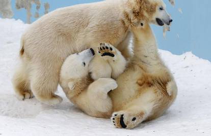 Polarni medvjedi pokazali koliko uživaju u snijegu