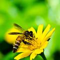 Pčela je sve manje, a njihov će nestanak za nas biti poguban