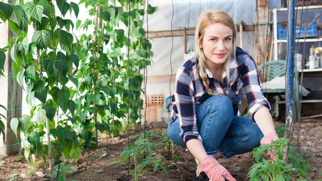 Young,Woman,Gardener,Attentively,Looking,Tomatoes,Seedlings,In,Hothouse