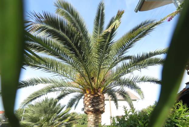 Egzotični vrt Igora Čupića