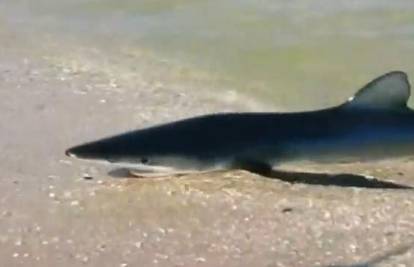 Dvometarski morski pas prestravio kupače na plaži