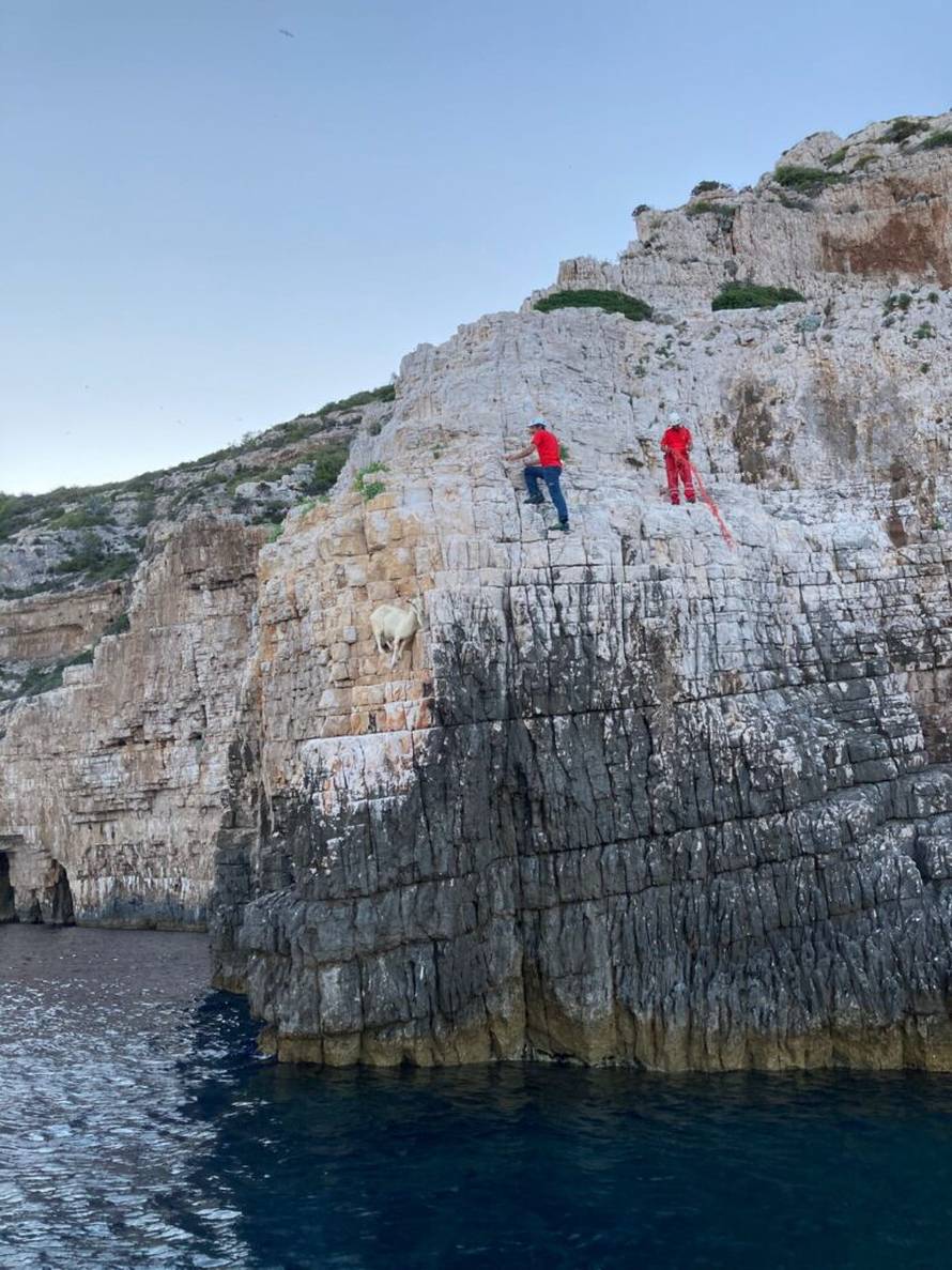 VIDEO Neobična intervencija na Visu: HGSS je spasio kozu koja je zapela na litici iznad mora