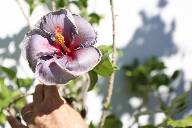 Split: Denis Bojčić, kolekcionar bugenvila