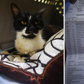 Inicijativi 'Mjauk u nevolji' koja spašava mačke nedostaje novca i hitno joj treba vaša pomoć
