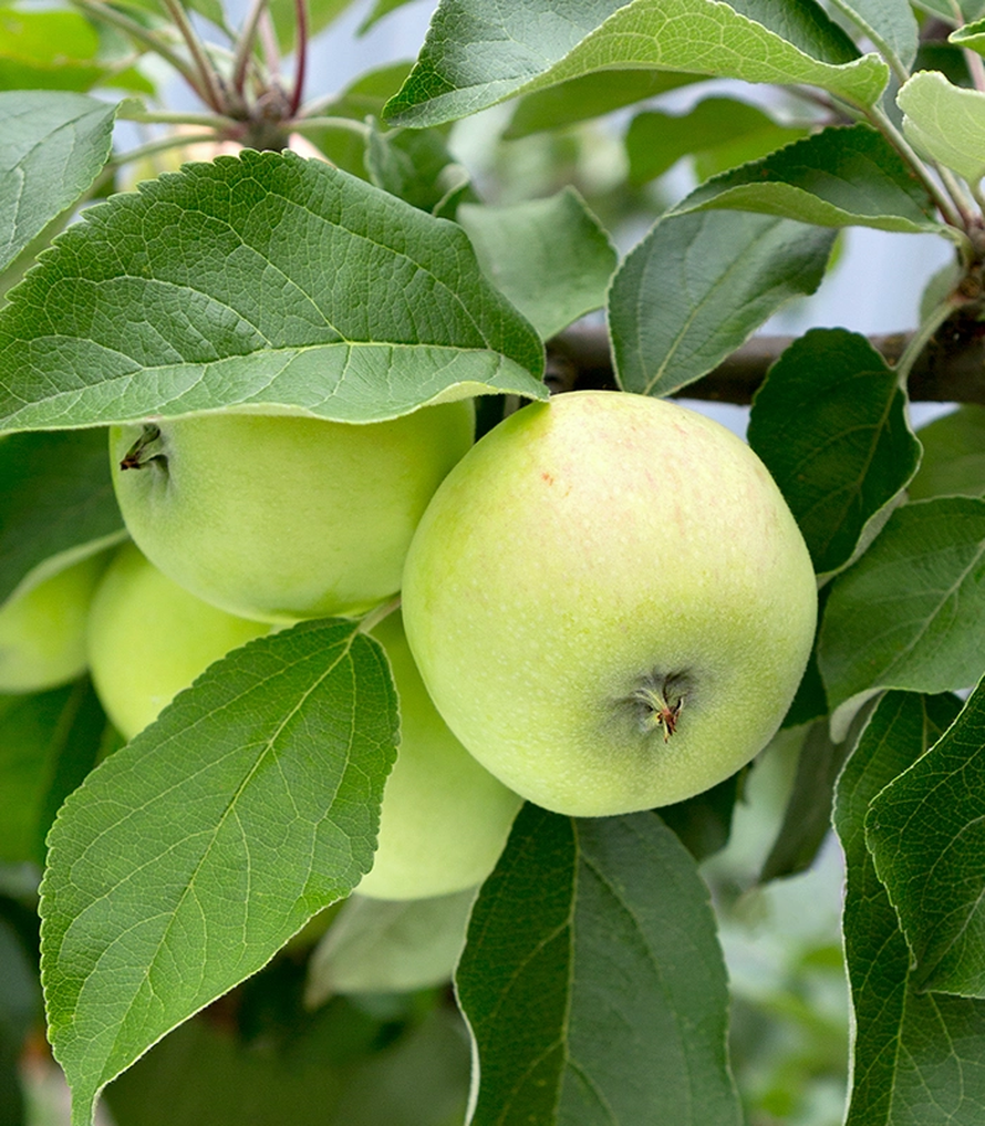 Mladi pokreću novi trend: Zašto opet svi sadimo?