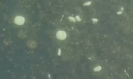 VIDEO &Scaron;OK NA SAVI! Netko s mosta bacio hrpu be&scaron;teka i tanjura u rijeku: 'Zgro&zcaron;en sam'