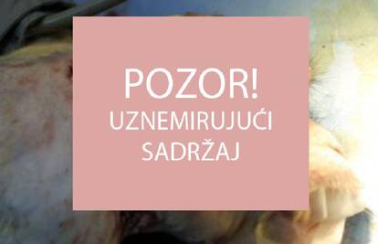 Na pragu revolucije: Uspješno su majmunu presadili glavu?