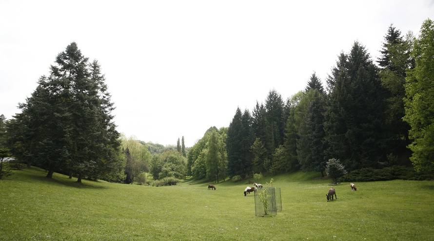 Robert Anić/PIXSELL