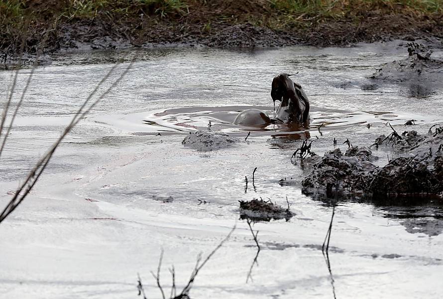 Ježevo: Iz tla počela izbijati nafta, poslan tim za hitne intervencije