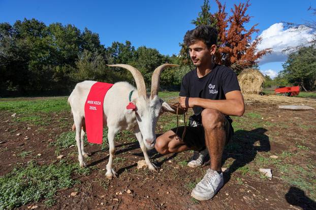 Vodnjan: Za Naj kozu 2025. godine izabrana je koza Jelena, vlasnika Mattea Muškovića 