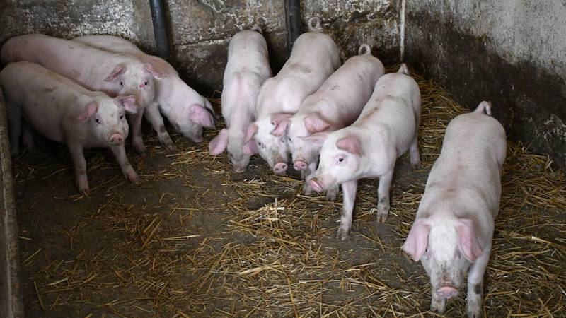 Od početka godine ubijeno više od 1600 svinja: 'Održavanje mjera prva je linija obrane'