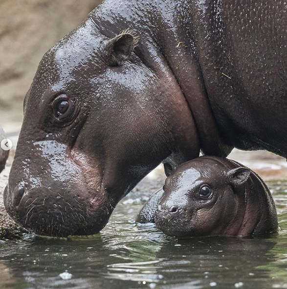 Prvo mladunče patuljastoga vodenkonja u ZOO-u San Diego nakon više od 30 godina