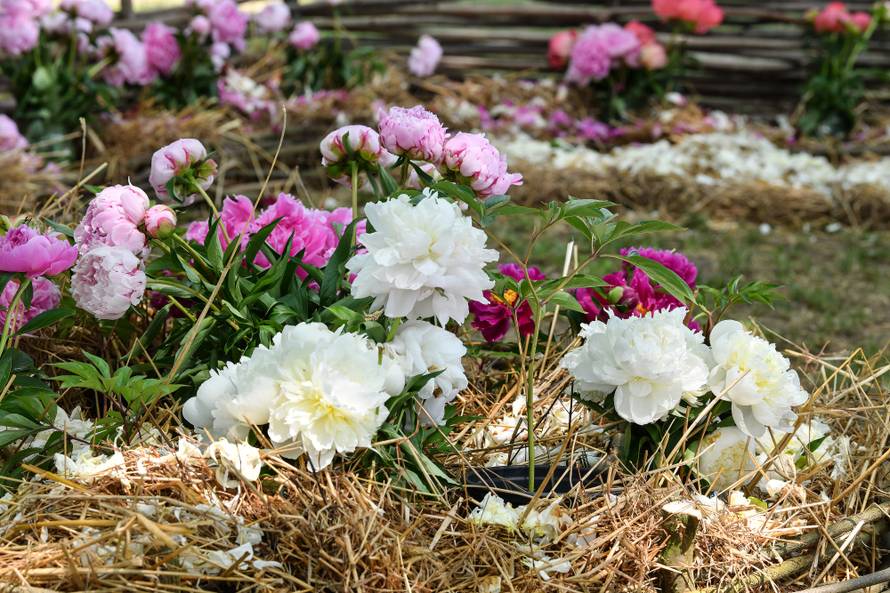 Floraart: Sadnice cvijeća od 2 kune, a za 25 mini vrt u posudi