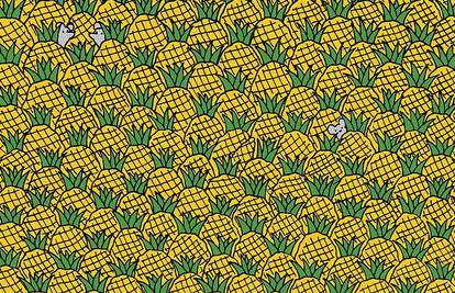 Slika zaludila internet: Ma ček, jesu li to kukuruzi ili ananasi?!