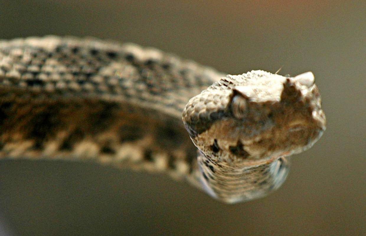 Zmije grizu, a seruma nema: U dvije godine poskupio 60 puta