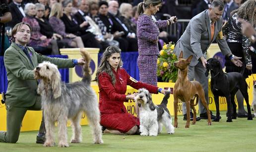 GALERIJA: Hrvatski pas opet blista, sada na glamuroznom showu usred New Yorka!