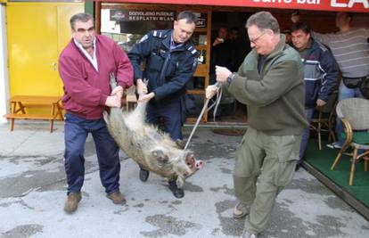 Kaos u Karlovcu: Krdo divljih svinja zalutalo u centar grada