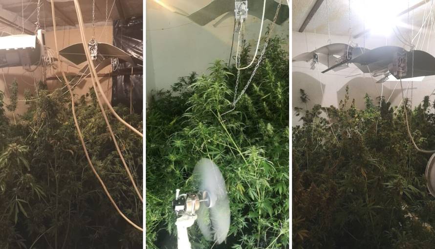 VIDEO Našli ilegalni laboratorij za uzgoj marihuane. Goričkom dileru zaplijenili 11.8 kila trave