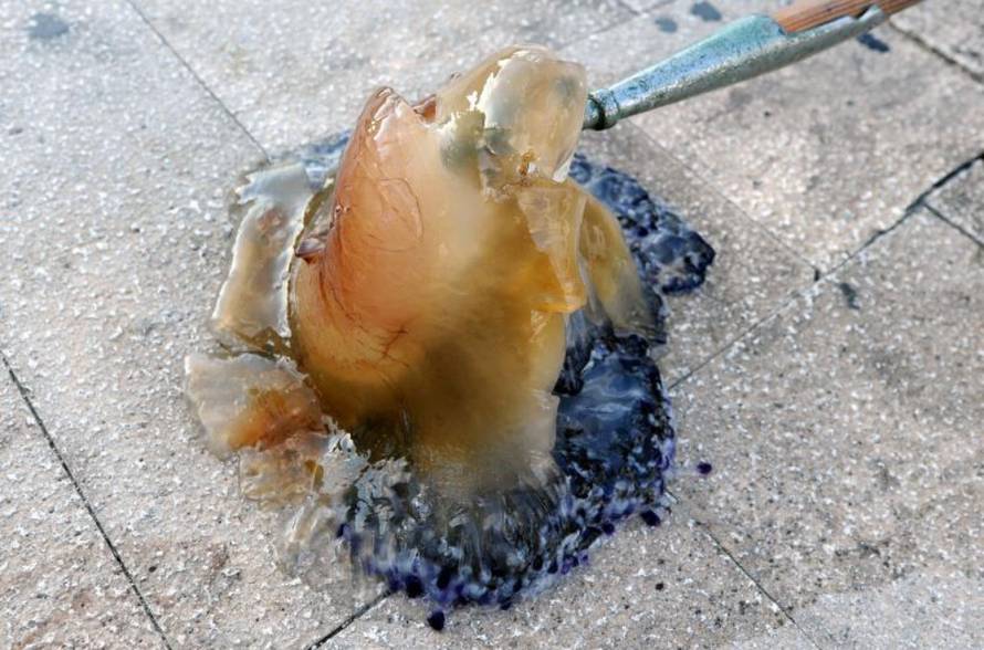 Hrvoje Jelavić/Pixsell