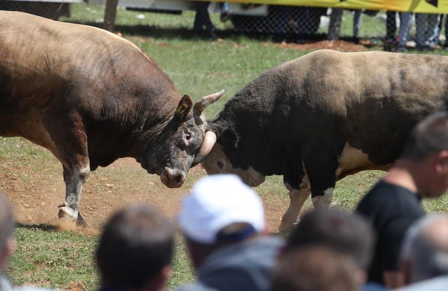 'Ne damo Peronji da viđa krave prije borbe. On bi se zaljubio!'
