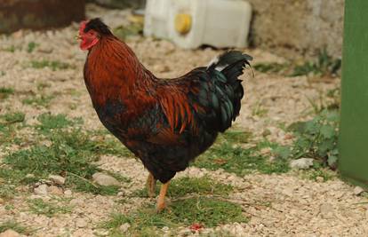 Epski obračun u kokošinjcu: Pijetao King uspio zarobiti orla 