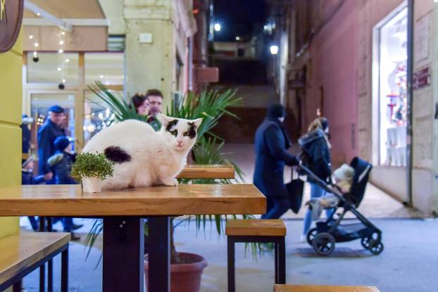 Zauzeo stol restorana u Puli: Mačak se odlučio odmoriti i nije previše mario za prolaznike