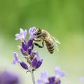 20 neobičnih činjenica koje niste znali o pčelama: 'Pčelinji ples' je točniji od Google mapsa