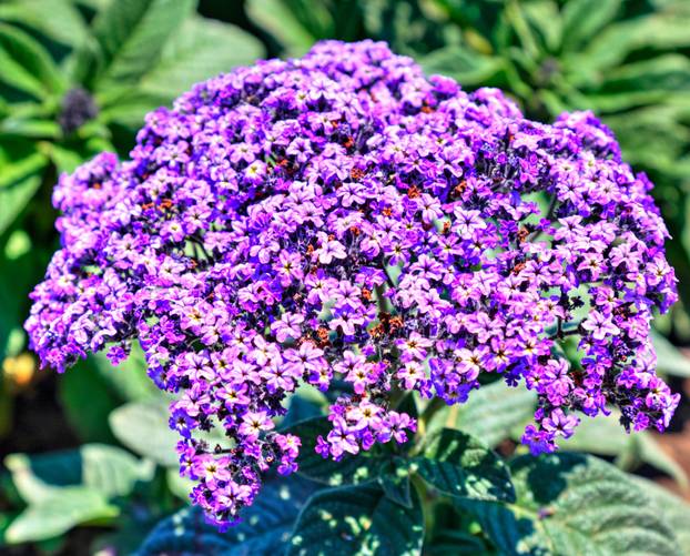 FOTO Za balkon kao iz časopisa: 20 vrsta cvijeća za 'wow' efekt