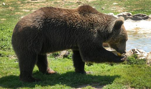 Smrtnost medvjeda koji žive blizu ljudi 7,5 puta je veća nego kod onih koji žive dalje od nas