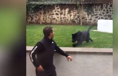 Opasna crna pantera skočila na čovjeka kako bi ga - poljubila