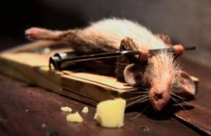 Miš ojačao od super-sira i spasio se iz mišolovke