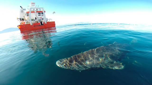 A Greenland shark swims near the surface after its release from the research vessel Sanna in northern Greenland
