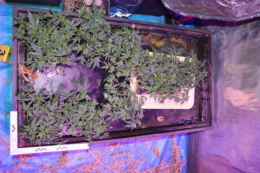 FOTO Muškarac (44) u stanu u Zagrebu uzgajao marihuanu: 'Imao je 226 stabljika konoplje'