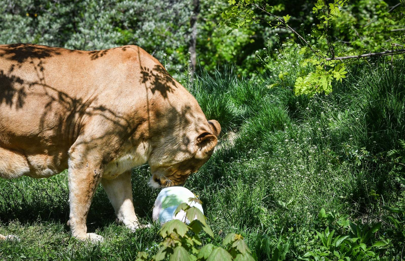 Zagreb: zekanje u zooloÅ¡kom vrtu