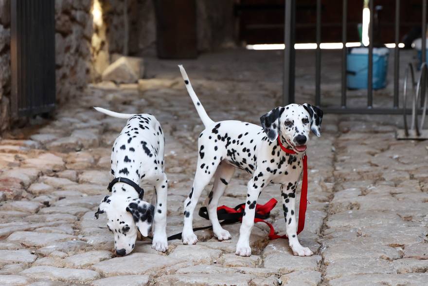U Šibeniku otvoren prvi muzej posvećen dalmatinerima!