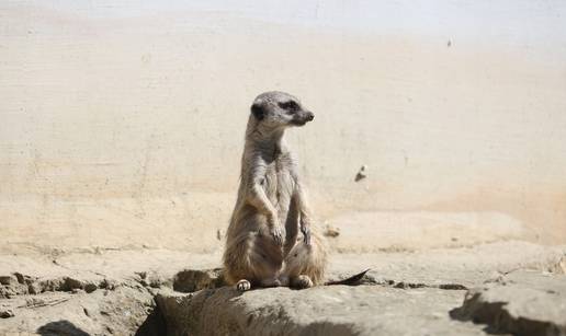 FOTO Pogledajte kako merkati, &ccaron;impanze i nosati rakuni u&zcaron;ivaju u pisanicama u osje&ccaron;kom ZOO-u