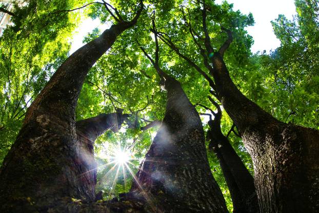Na današnji dan obilježava se Dan planeta Zemlje