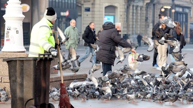 ANKETA Treba li zabraniti hranjenje golubova u gradu?